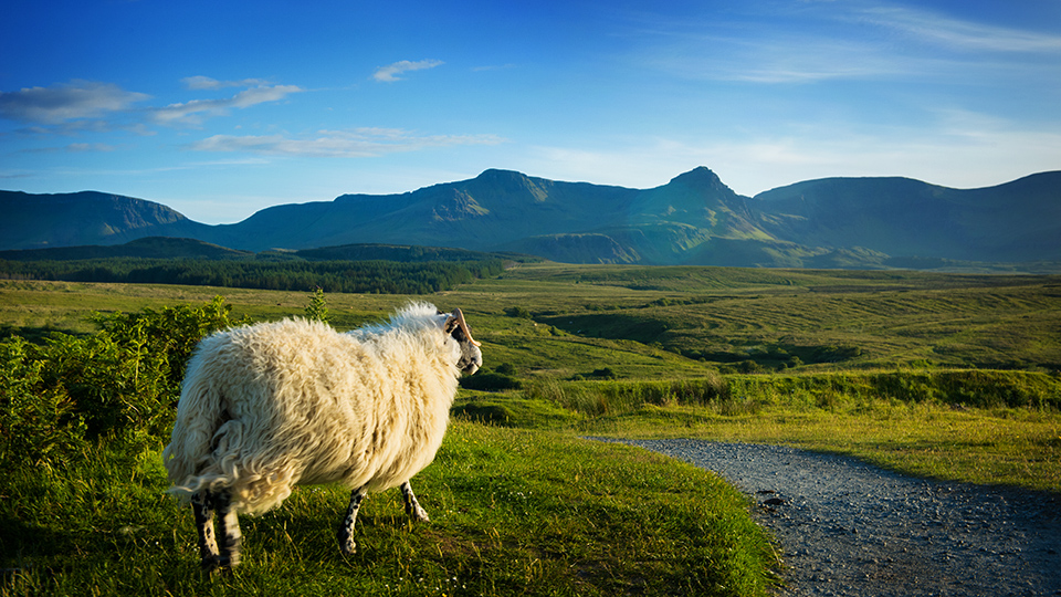 Un mouton écossais contemplant les montagnes et les vallées verdoyantes depuis un sentier de randonnée sur l'île de Skye.