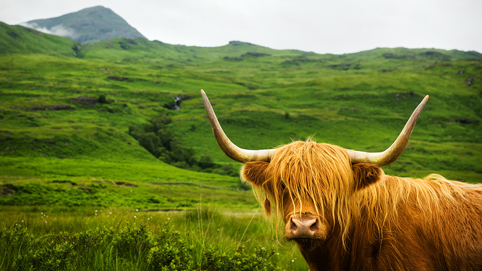 Une vache Highland Cow poilue avec de longues cornes dans un paysage verdoyant des Highlands en Écosse.