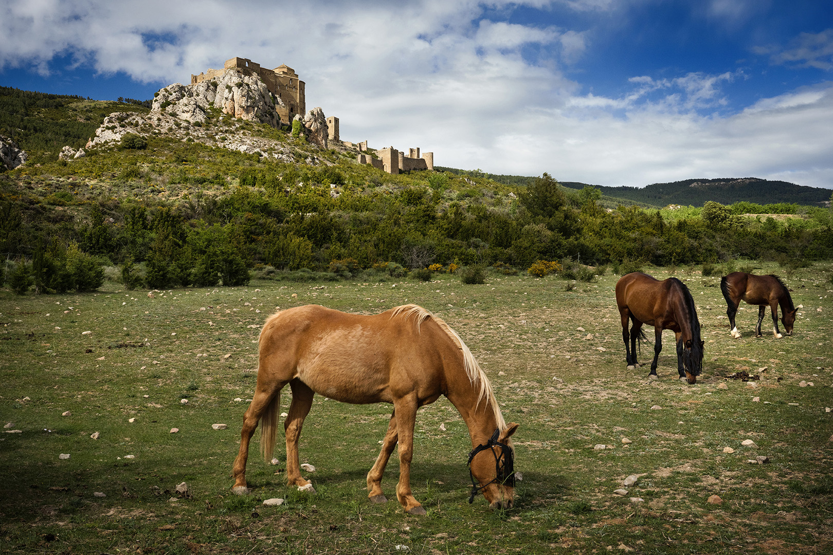 Des chevaux paissant paisiblement devant les impressionnantes ruines du Château de Loarre en Aragon, Espagne.