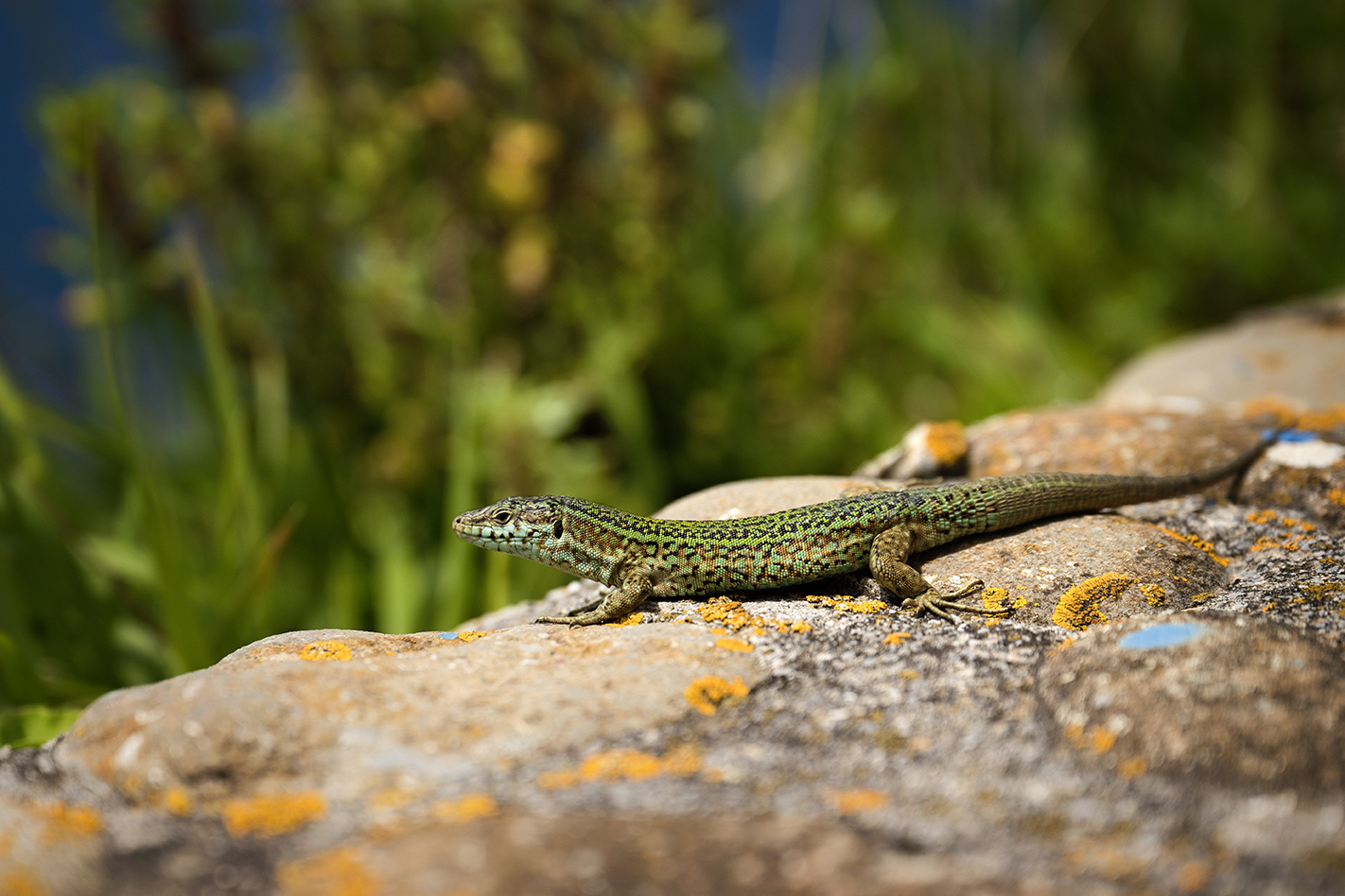 Un lézard vert tacheté se prélassant sur une roche moussue, illustrant la faune diversifiée du nord de l'Espagne.