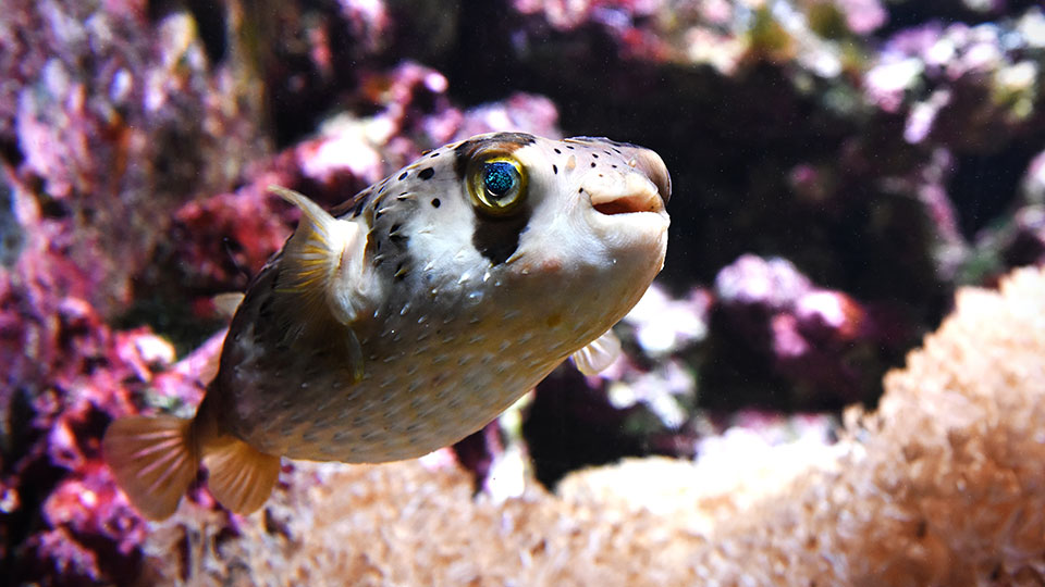 Gros plan sur un poisson-globe curieux dans un aquarium, représentant la faune marine de Norvège.