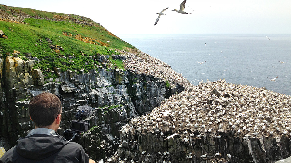 Le réalisateur David Guillemette filmant l'immense colonie de fous de Bassan nichant sur les falaises de la réserve écologique de Cape St. Mary's.